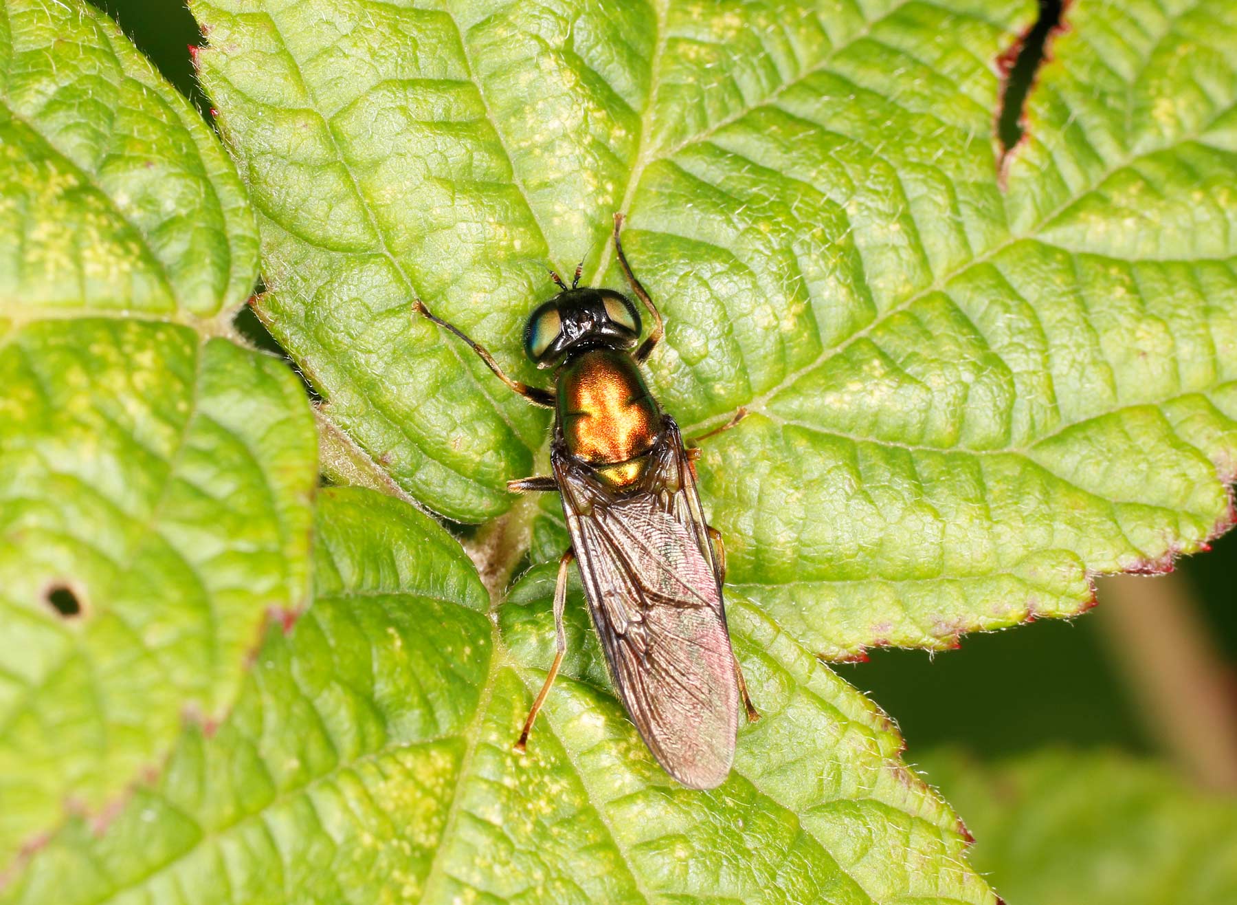 Stratiomydae: Chloromya speciosa?  ♀ + ♂